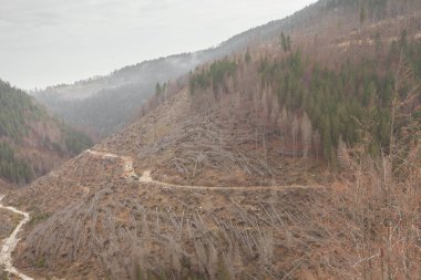 Kuzey İtalya 'da şiddetli bir rüzgâr fırtınası sonrası hasar gören orman