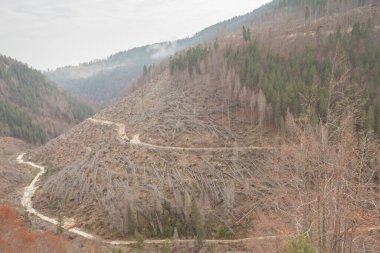 Kuzey İtalya 'da şiddetli bir rüzgâr fırtınası sonrası hasar gören orman