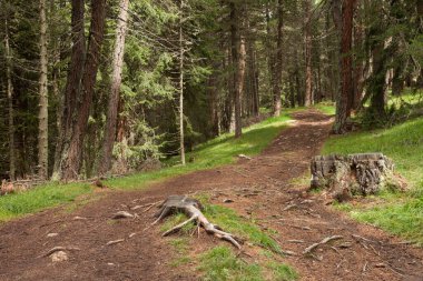 Bulutlu bir günde, huzurlu bir ormanın içinde yol. Etrafta hiç insan yok.