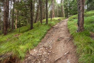 Bulutlu bir günde, huzurlu bir ormanın içinde yol. Etrafta hiç insan yok.