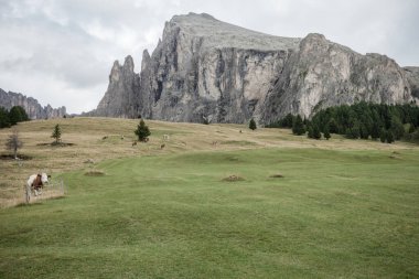 Dolomitler 'de geniş bir çayırda bazı inekler