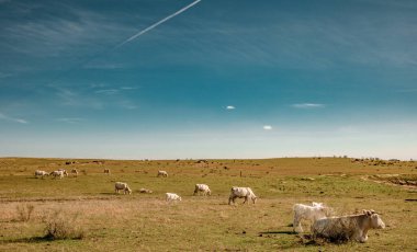 Extremadura 'daki çayırlarda inekler ve buzağılar