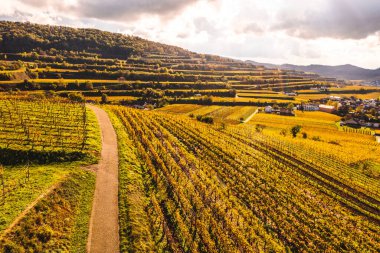 Kaiserstuhl Almanya 'sında sonbahar renkli üzüm bağları