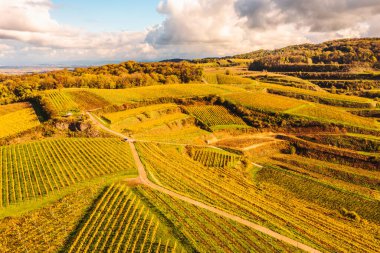 Almanya 'nın Kaiserstuhl bölgesindeki sonbahar renkli üzüm bağlarından insansız hava aracı görüntüsü