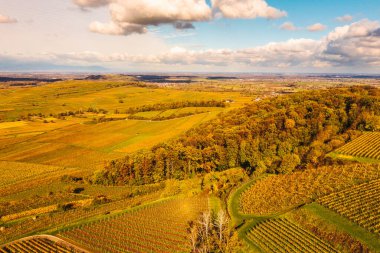 Almanya 'nın Kaiserstuhl bölgesindeki sonbahar renkli üzüm bağlarından insansız hava aracı görüntüsü
