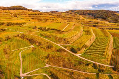 Almanya 'nın Kaiserstuhl bölgesindeki sonbahar renkli üzüm bağlarından insansız hava aracı görüntüsü