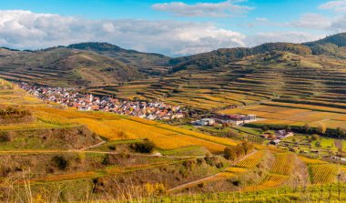 Kaiserstuhl Almanya 'sında sonbahar renkli üzüm bağları