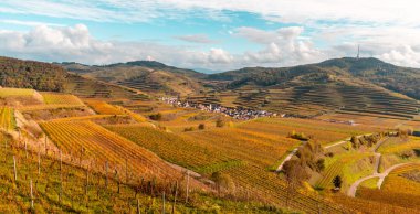 Kaiserstuhl Almanya 'sında sonbahar renkli üzüm bağları