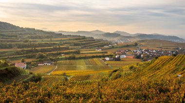 Kaiserstuhl Almanya 'sında sonbahar renkli üzüm bağları