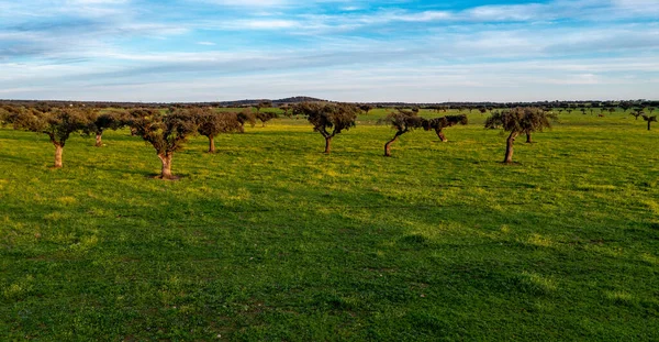 Holm oaks and green pastures in the Alentejo