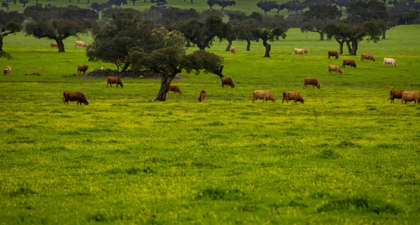 Cows graze on green pastures between holm oaks in the Alentejo