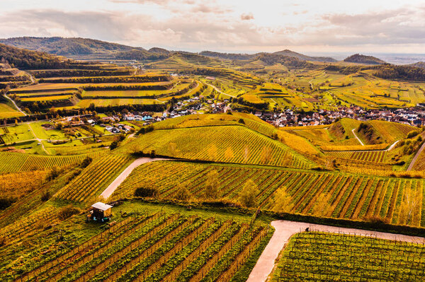 Drone aerial view from Autumn colored vineyards in the Kaiserstuhl Germany