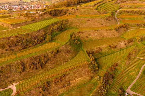 stock image drone aerial view from Autumn colored vineyards in the Kaiserstuhl Germany