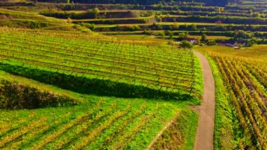 Almanya 'nın Kaiserstuhl bölgesindeki sonbahar renkli üzüm bağlarından insansız hava aracı görüntüsü