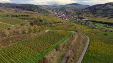 Almanya 'nın Kaiserstuhl bölgesindeki sonbahar renkli üzüm bağlarından insansız hava aracı görüntüsü