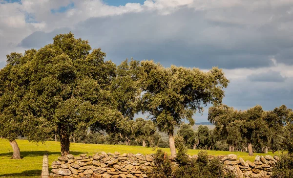 Korkeichenhain Landschaft Alentejo Portugal — Stockfoto