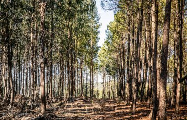 Alentejo 'daki Akdeniz okaliptüs ve çam ağaçlarından oluşan karışık bir orman.