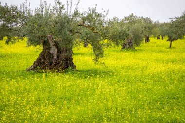 Alentejo Portekiz 'de zeytin bahçesi ve sarı çayır.