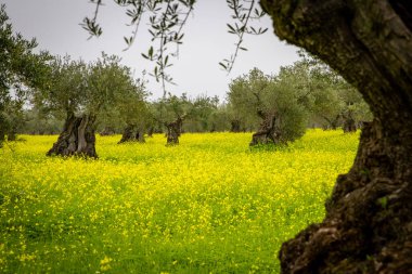 Alentejo Portekiz 'de zeytin bahçesi ve sarı çayır.