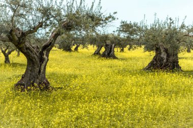 Alentejo Portekiz 'de zeytin bahçesi ve sarı çayır.