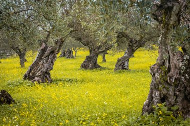 Alentejo Portekiz 'de zeytin bahçesi ve sarı çayır.