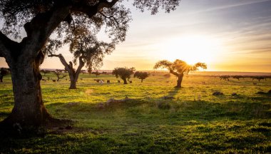 Holm meşeleri ve yeşil çayırlar Alentejo 'da gün batımında.