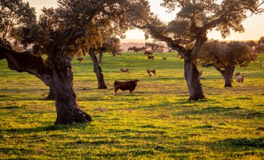 Portekiz 'in Alentejo bölgesinde gün batımında, holm meşesi ağaçları arasında yeşil çayırlarda inekler.