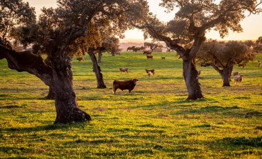 Cows on green pasture between holm oak trees at sunset in the Alentejo region Portugal clipart