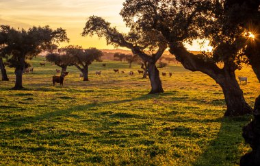 Portekiz 'in Alentejo bölgesinde gün batımında, holm meşesi ağaçları arasında yeşil çayırlarda inekler.