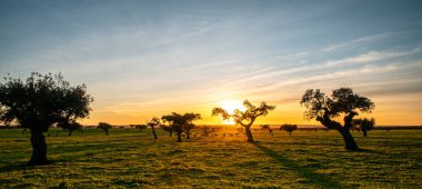 Holm meşeleri ve yeşil çayırlar Alentejo 'da gün batımında.