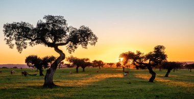 Portekiz 'in Alentejo bölgesinde gün batımında, holm meşesi ağaçları arasında yeşil çayırlarda inekler.