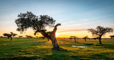 Holm meşeleri ve yeşil çayırlar Alentejo 'da gün batımında.