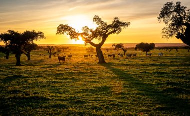 Portekiz 'in Alentejo bölgesinde gün batımında, holm meşesi ağaçları arasında yeşil çayırlarda inekler.