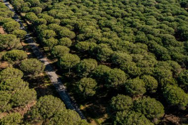 Güney İspanya 'daki Coto de Donana Ulusal Parkı' ndaki çam ormanlarının insansız hava aracı görüntüsü