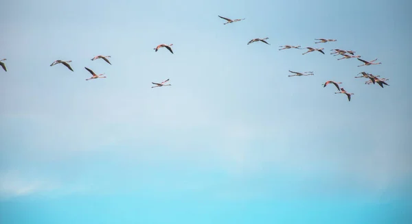 Flamingos Flock Flight Blue Sky Algarve — Stock Photo, Image