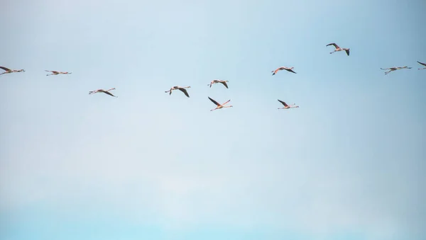 Flamingos flock in flight against a blue sky in the Algarve