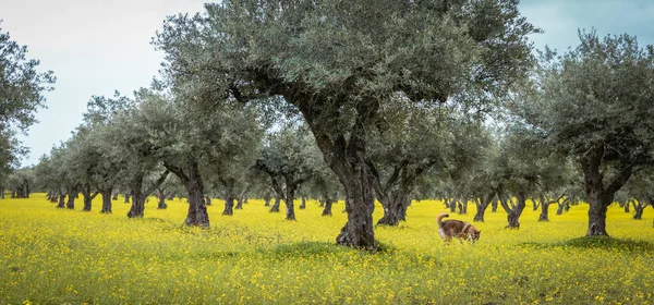Оливкові Гаї Жовта Лука Алентежу Португалія — стокове фото