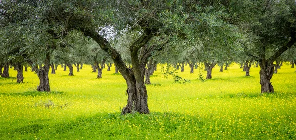 Оливкові Гаї Жовта Лука Алентежу Португалія — стокове фото