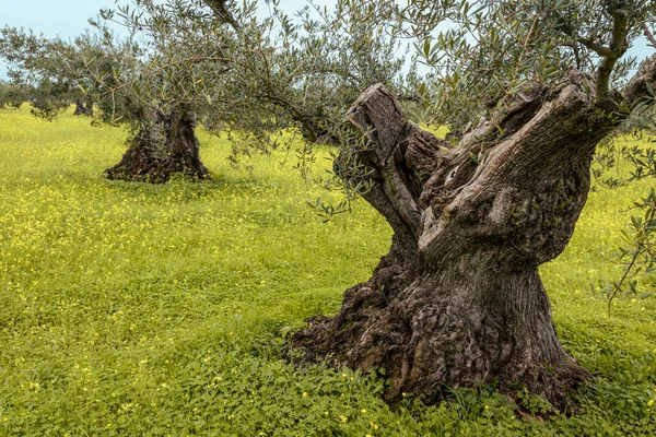 Olijfgaard Landschap Gele Weide Alentejo Portugal — Stockfoto