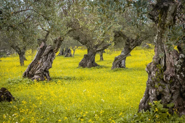Olivový Háj Žlutá Louka Alentejo Portugalsko — Stock fotografie