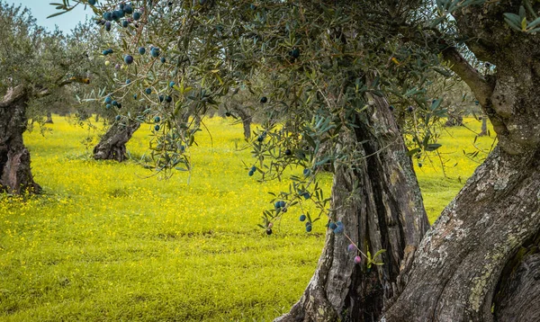 포르투갈의 올리브 과노란 — 스톡 사진
