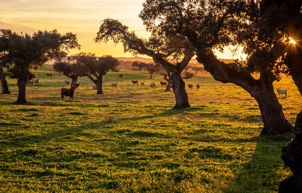 Kühe Auf Der Grünen Weide Zwischen Steineichen Bei Sonnenuntergang Der — Stockfoto