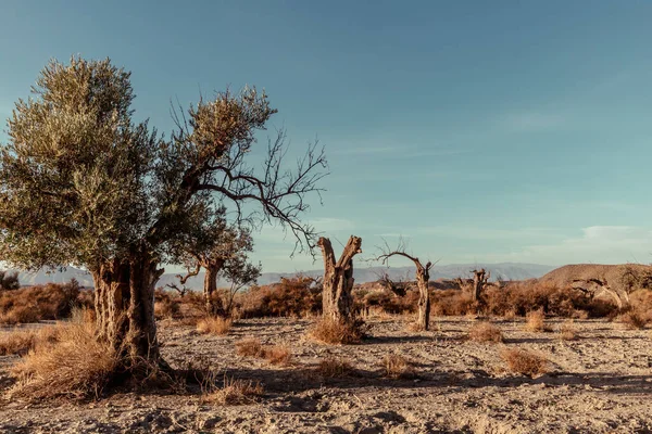 Stock image Arid landscape with dead olive trees in the Tabernas desert in Almeria Andalusia Spain