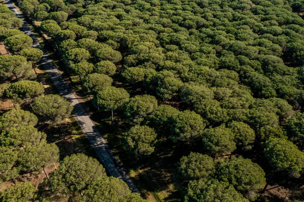Drohnenblick Auf Kiefernwälder Coto Donana Nationalpark Südspanien — Stockfoto