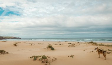 Güneybatı Alentejo ve Vicentine sahillerindeki Bordeira sahilindeki kum manzarası