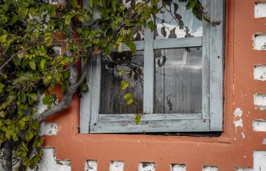 Başlık: Panjurları ve tırmanma tesisi olan aşınmış ahşap pencereler ve pencerenin arkasında kertenkele