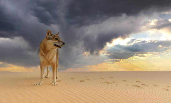 Portrait of a Czechoslovak Wolfhound in dune landscape