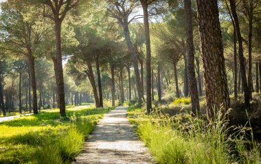 Hinojos 'daki çam ormanları Donana Ulusal Parkı' nın göbeğinde.