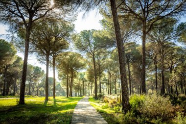 Hinojos 'daki çam ormanları Donana Ulusal Parkı' nın göbeğinde.
