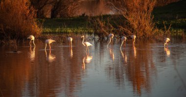 El Rocio Lagoon Natural reserve for waterfowl in the donana National Park in Andalusia Spain clipart